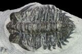 Bargain, Coltraneia Trilobite Fossil - Huge Faceted Eyes #134372-2